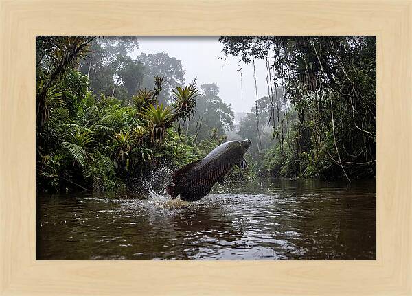 Arapaima Leaping