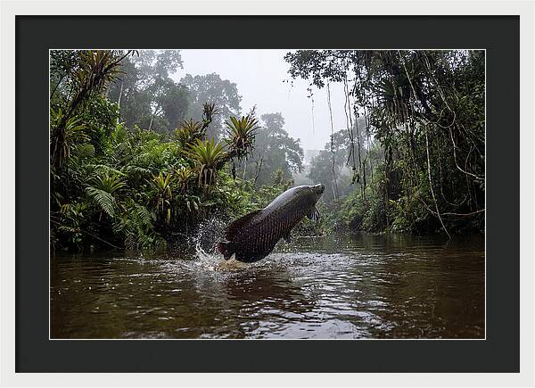 Arapaima Leaping