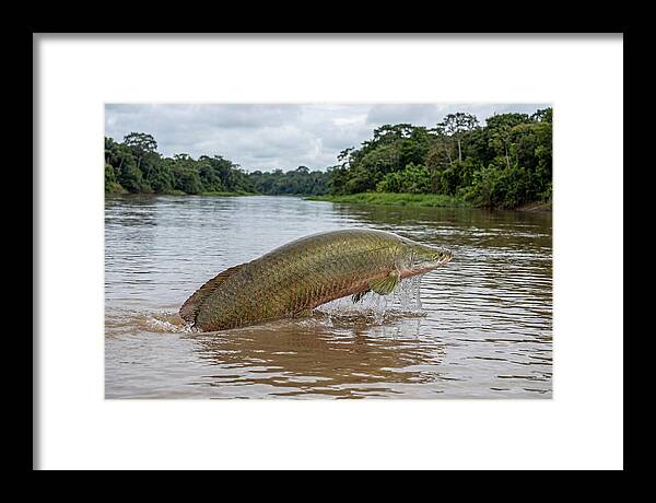 Arapaima Leaping Through Water