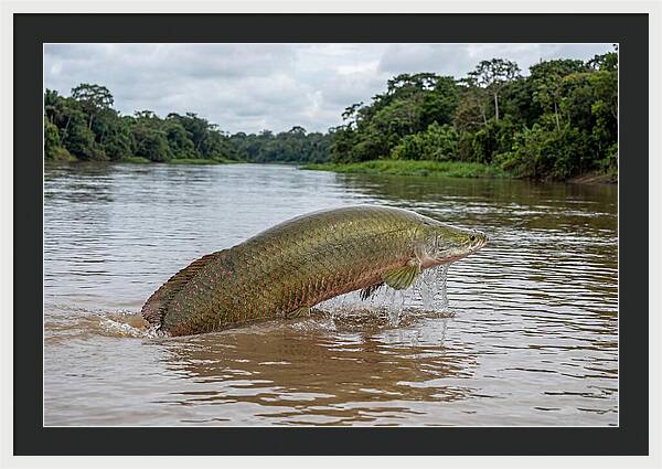 Arapaima Leaping Through Water