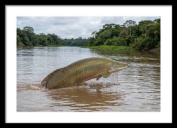 Arapaima Leaping Through Water