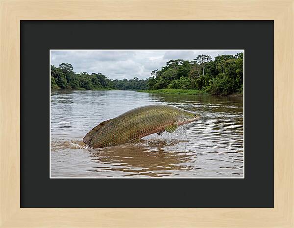 Arapaima Leaping Through Water