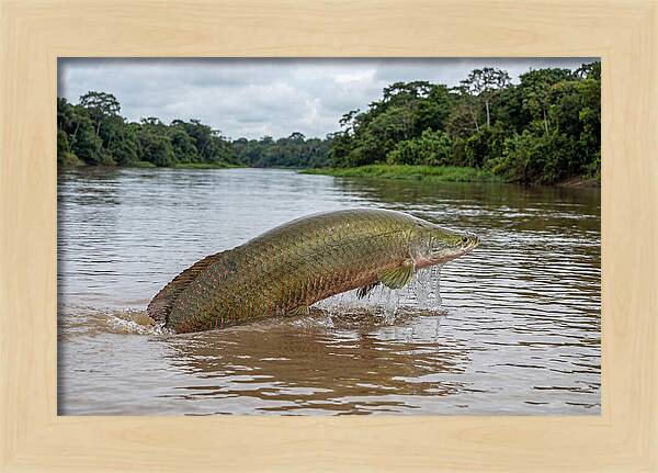 Arapaima Leaping Through Water