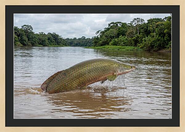 Arapaima Leaping Through Water
