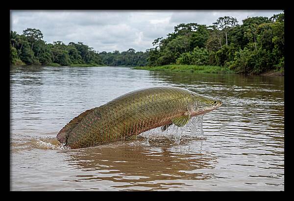 Arapaima Leaping Through Water