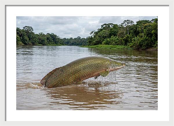 Arapaima Leaping Through Water