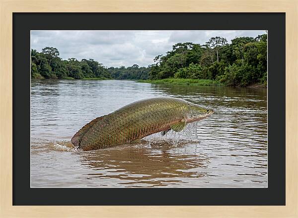 Arapaima Leaping Through Water