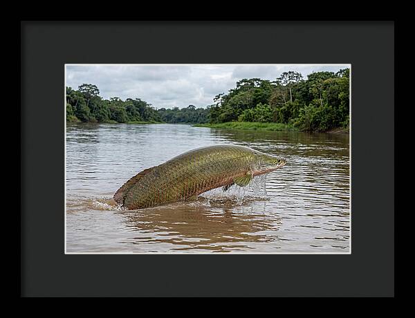 Arapaima Leaping Through Water