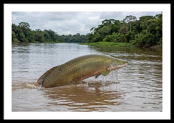 Arapaima Leaping Through Water