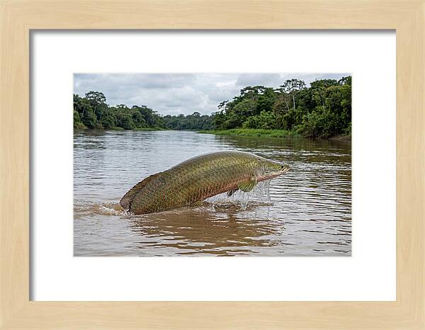 Arapaima Leaping Through Water