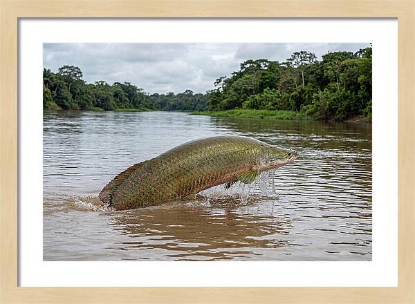 Arapaima Leaping Through Water