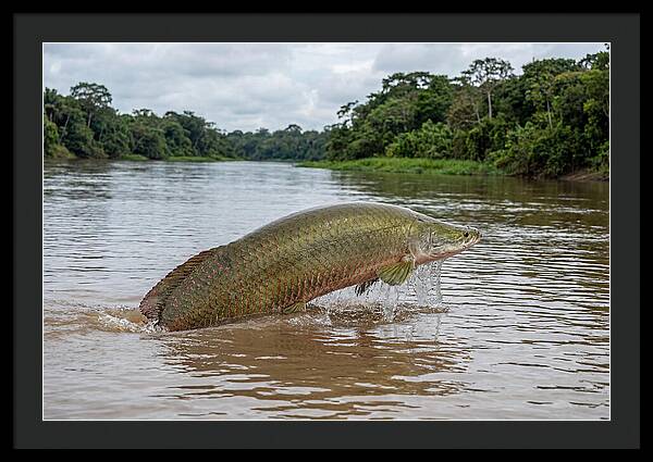 Arapaima Leaping Through Water