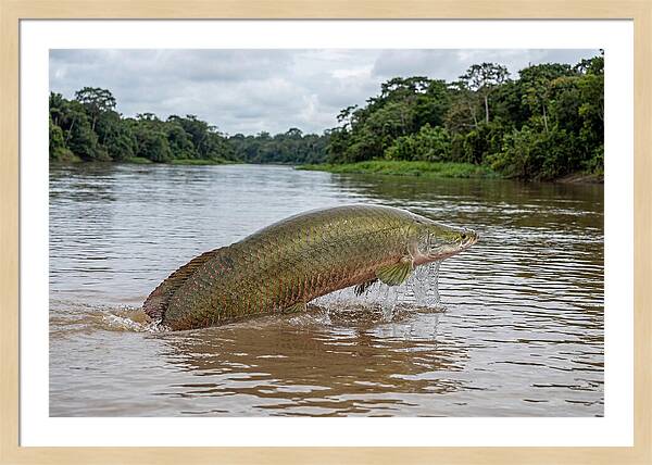 Arapaima Leaping Through Water