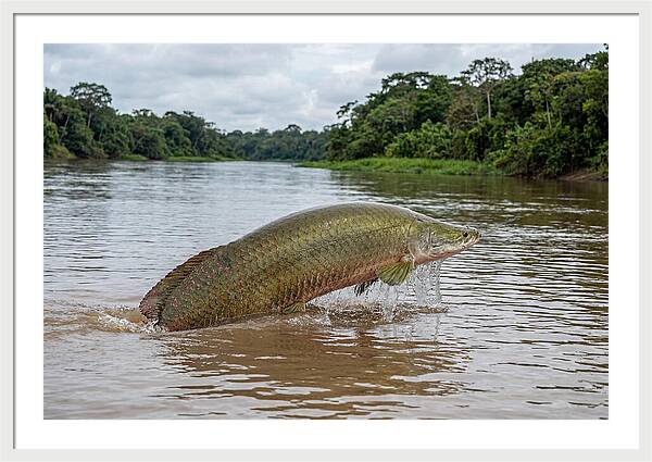 Arapaima Leaping Through Water
