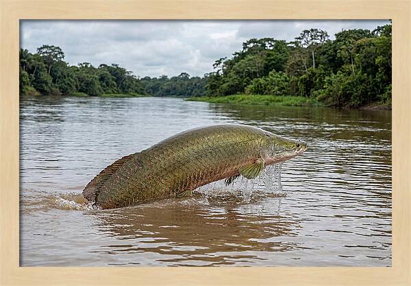 Arapaima Leaping Through Water