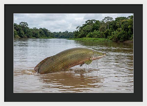 Arapaima Leaping Through Water