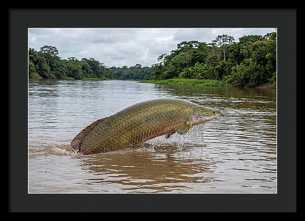 Arapaima Leaping Through Water