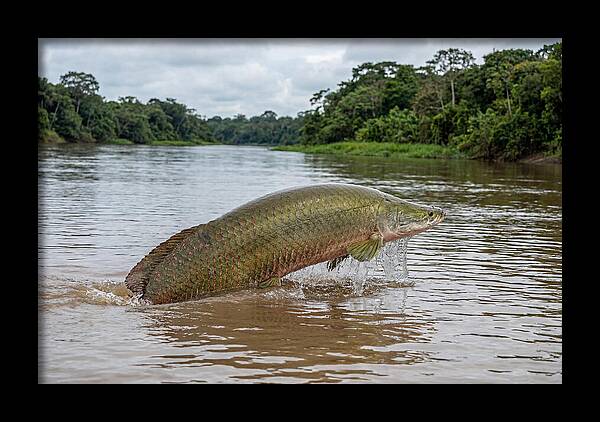 Arapaima Leaping Through Water