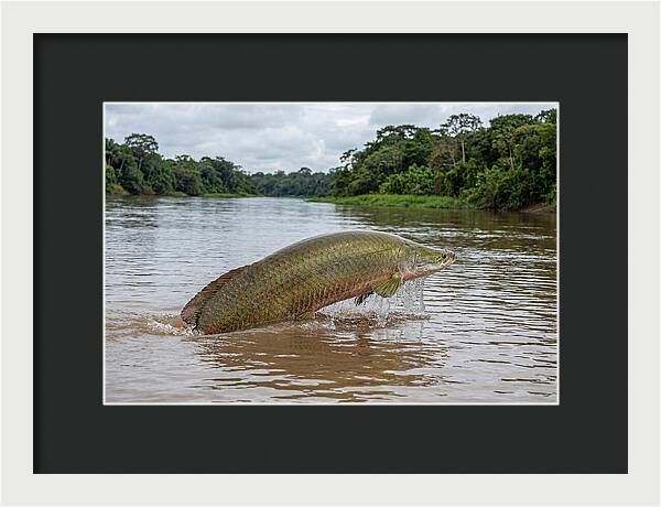Arapaima Leaping Through Water