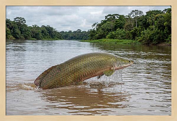 Arapaima Leaping Through Water