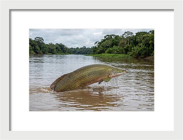 Arapaima Leaping Through Water