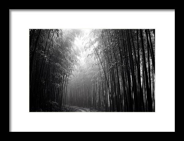 Arashiyama Bamboo Forest Serenity