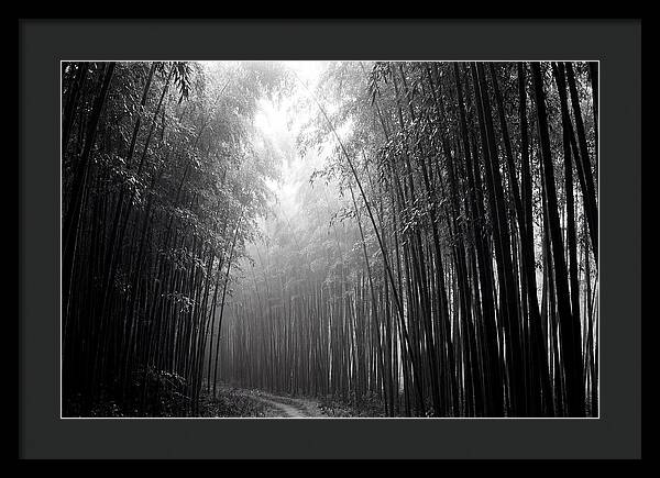 Arashiyama Bamboo Forest Serenity