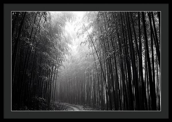 Arashiyama Bamboo Forest Serenity