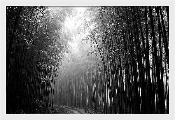 Arashiyama Bamboo Forest Serenity