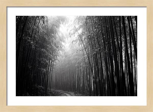 Arashiyama Bamboo Forest Serenity