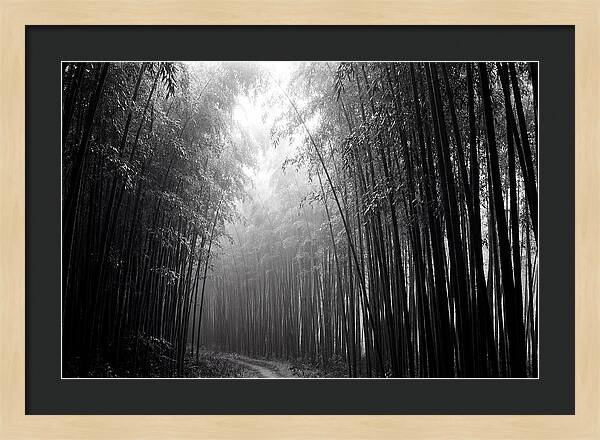 Arashiyama Bamboo Forest Serenity