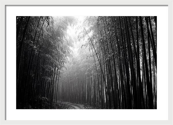 Arashiyama Bamboo Forest Serenity
