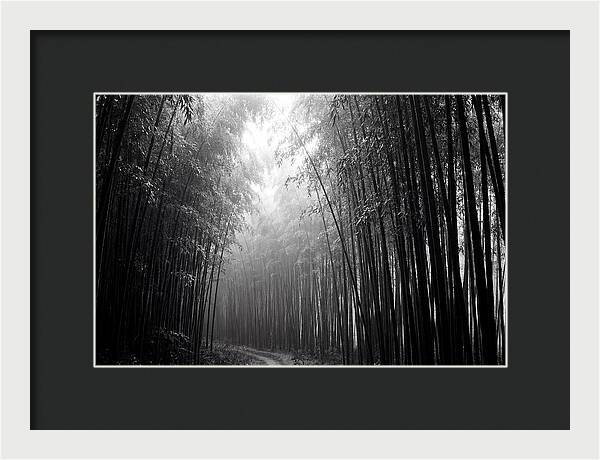 Arashiyama Bamboo Forest Serenity