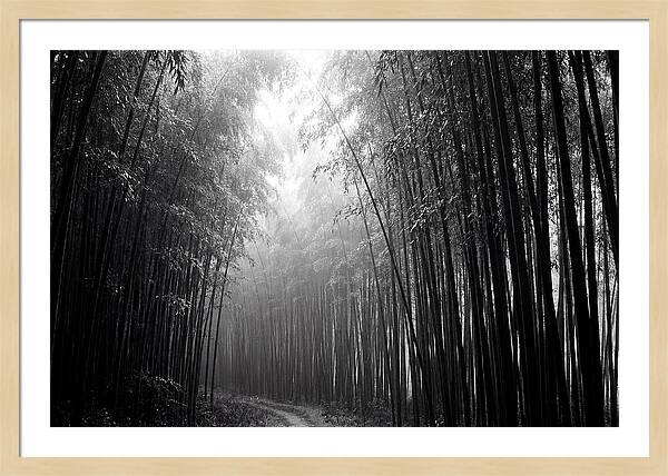 Arashiyama Bamboo Forest Serenity