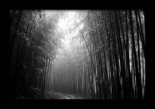 Arashiyama Bamboo Forest Serenity