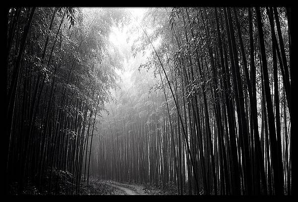Arashiyama Bamboo Forest Serenity