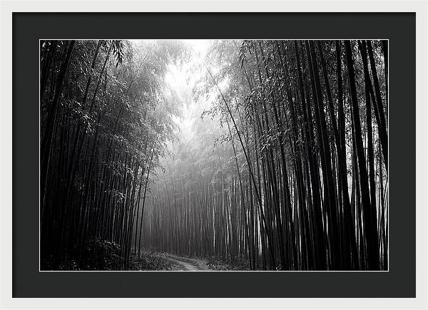Arashiyama Bamboo Forest Serenity