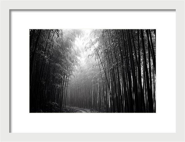 Arashiyama Bamboo Forest Serenity
