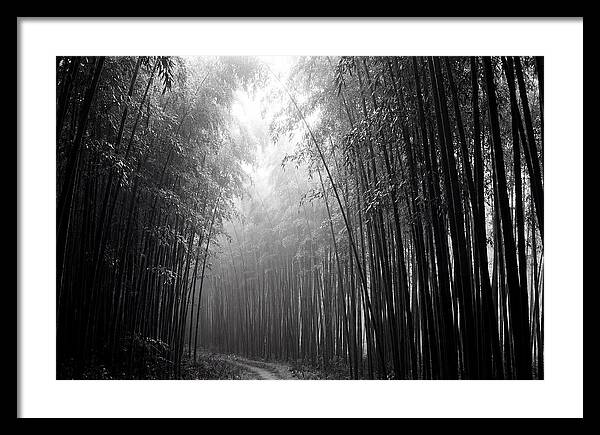 Arashiyama Bamboo Forest Serenity