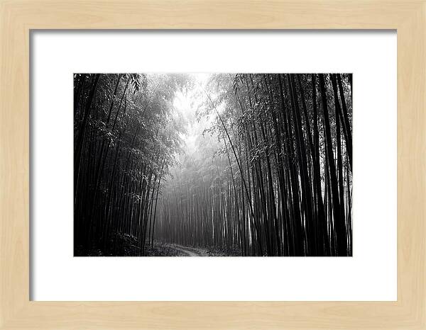 Arashiyama Bamboo Forest Serenity