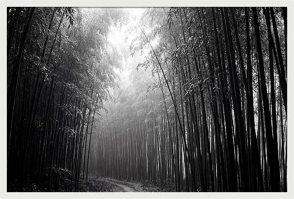 Arashiyama Bamboo Forest Serenity