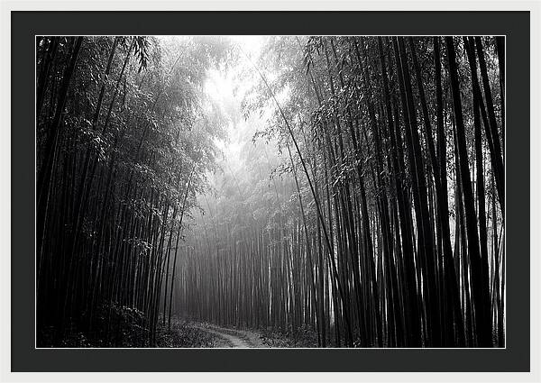 Arashiyama Bamboo Forest Serenity