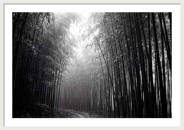Arashiyama Bamboo Forest Serenity