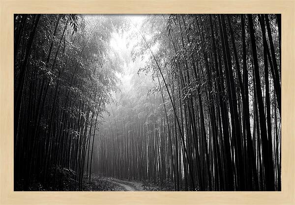 Arashiyama Bamboo Forest Serenity