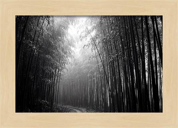Arashiyama Bamboo Forest Serenity