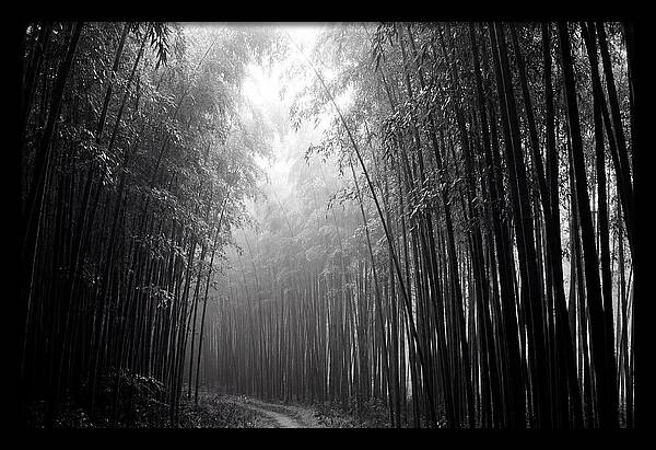 Arashiyama Bamboo Forest Serenity