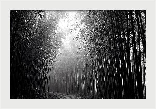 Arashiyama Bamboo Forest Serenity