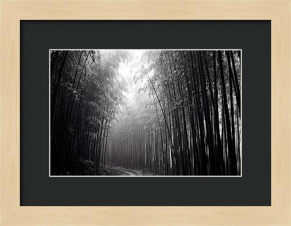 Arashiyama Bamboo Forest Serenity