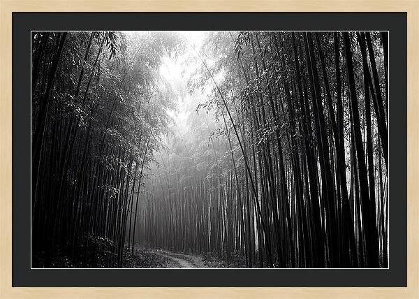 Arashiyama Bamboo Forest Serenity
