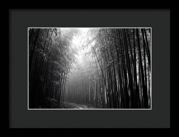 Arashiyama Bamboo Forest Serenity